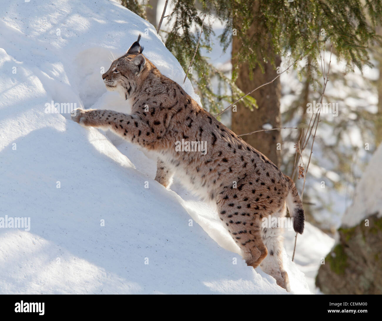 Luchs (Lynx Lynx) Stockfoto
