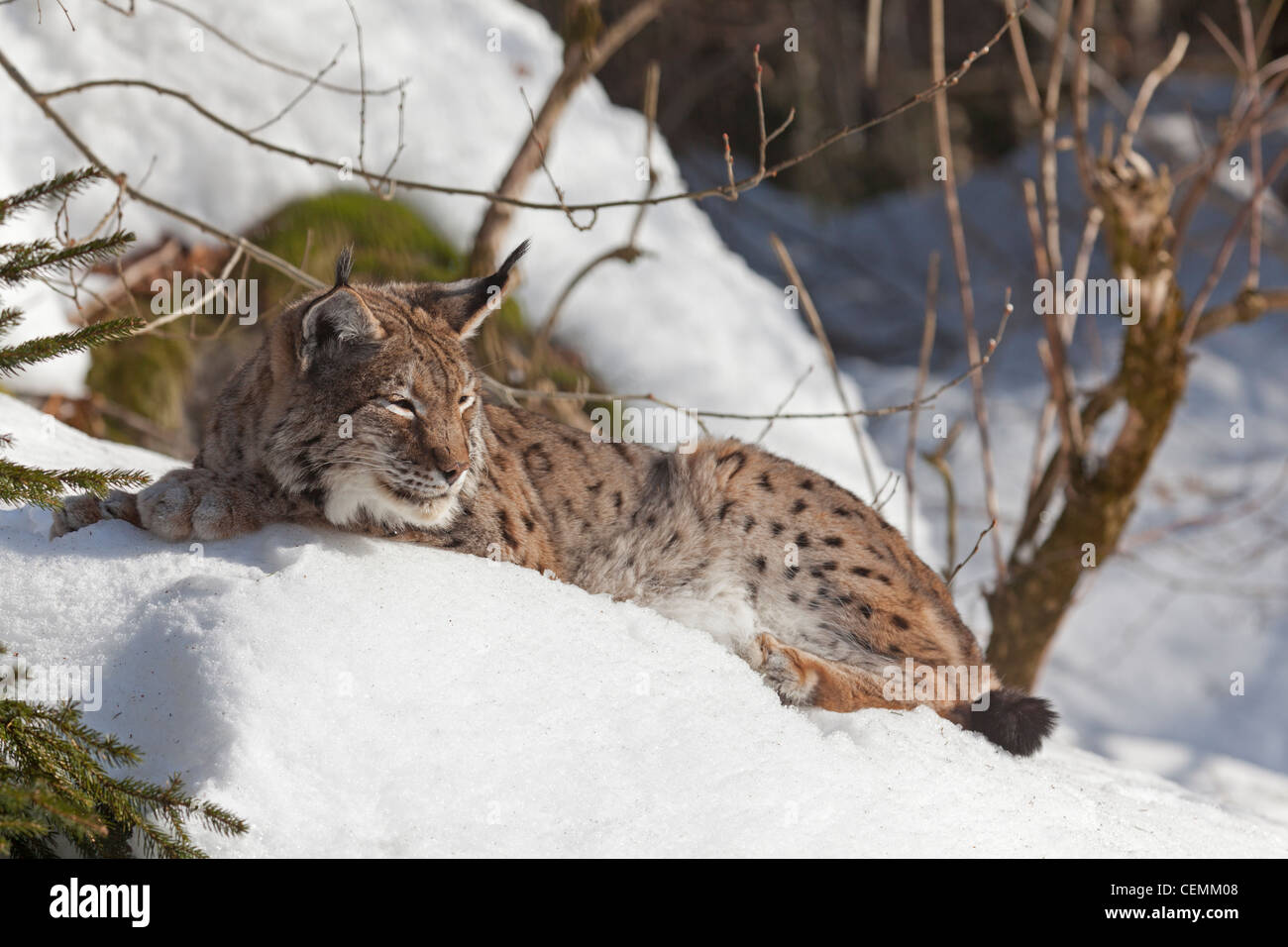 Luchs (Lynx Lynx) Stockfoto