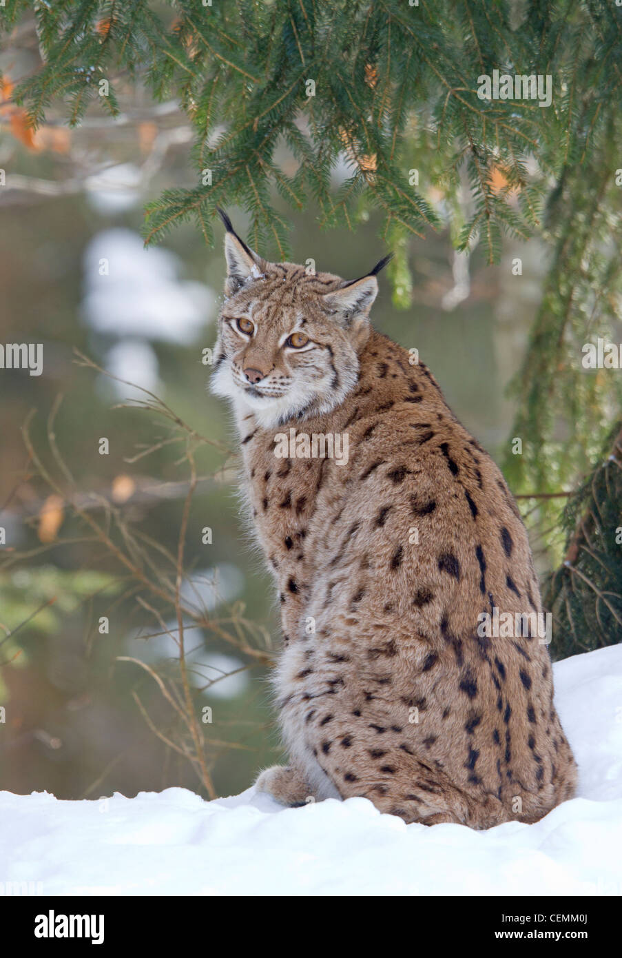 Luchs (Lynx Lynx) Stockfoto