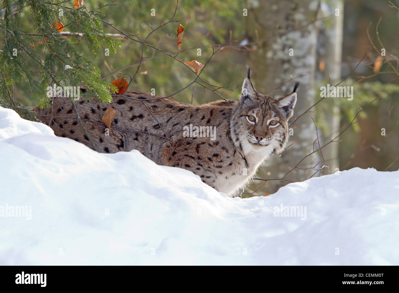 Luchs (Lynx Lynx) Stockfoto