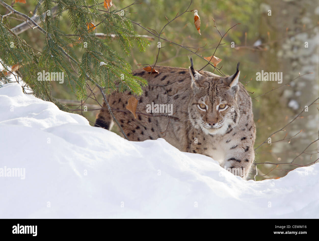 Luchs (Lynx Lynx) Stockfoto