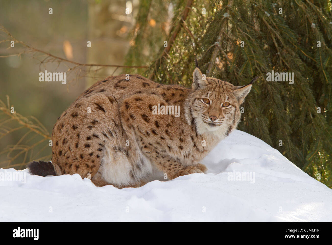 Luchs (Lynx Lynx) Stockfoto