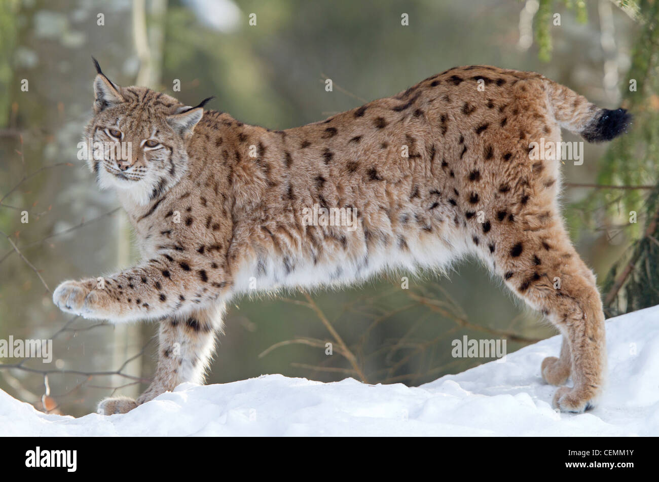 Luchs (Lynx Lynx) Stockfoto