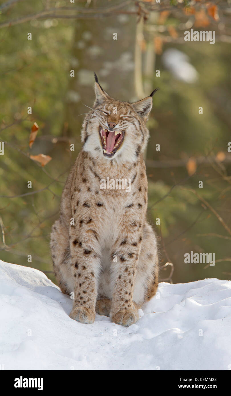 Luchs (Lynx Lynx) Stockfoto