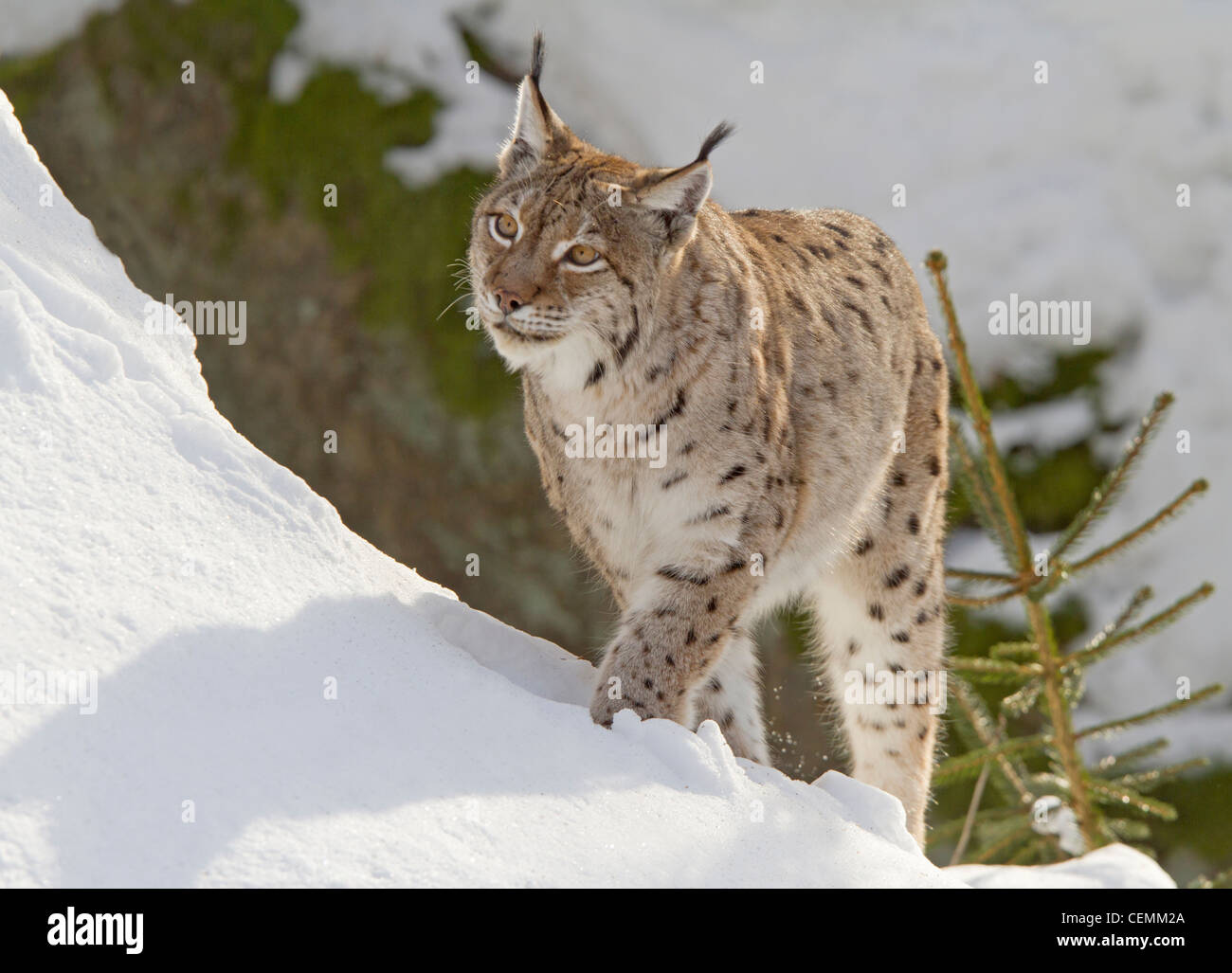 Luchs (Lynx Lynx) Stockfoto