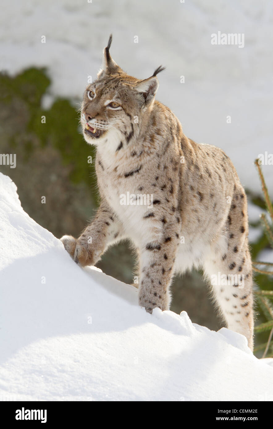 Luchs (Lynx Lynx) Stockfoto