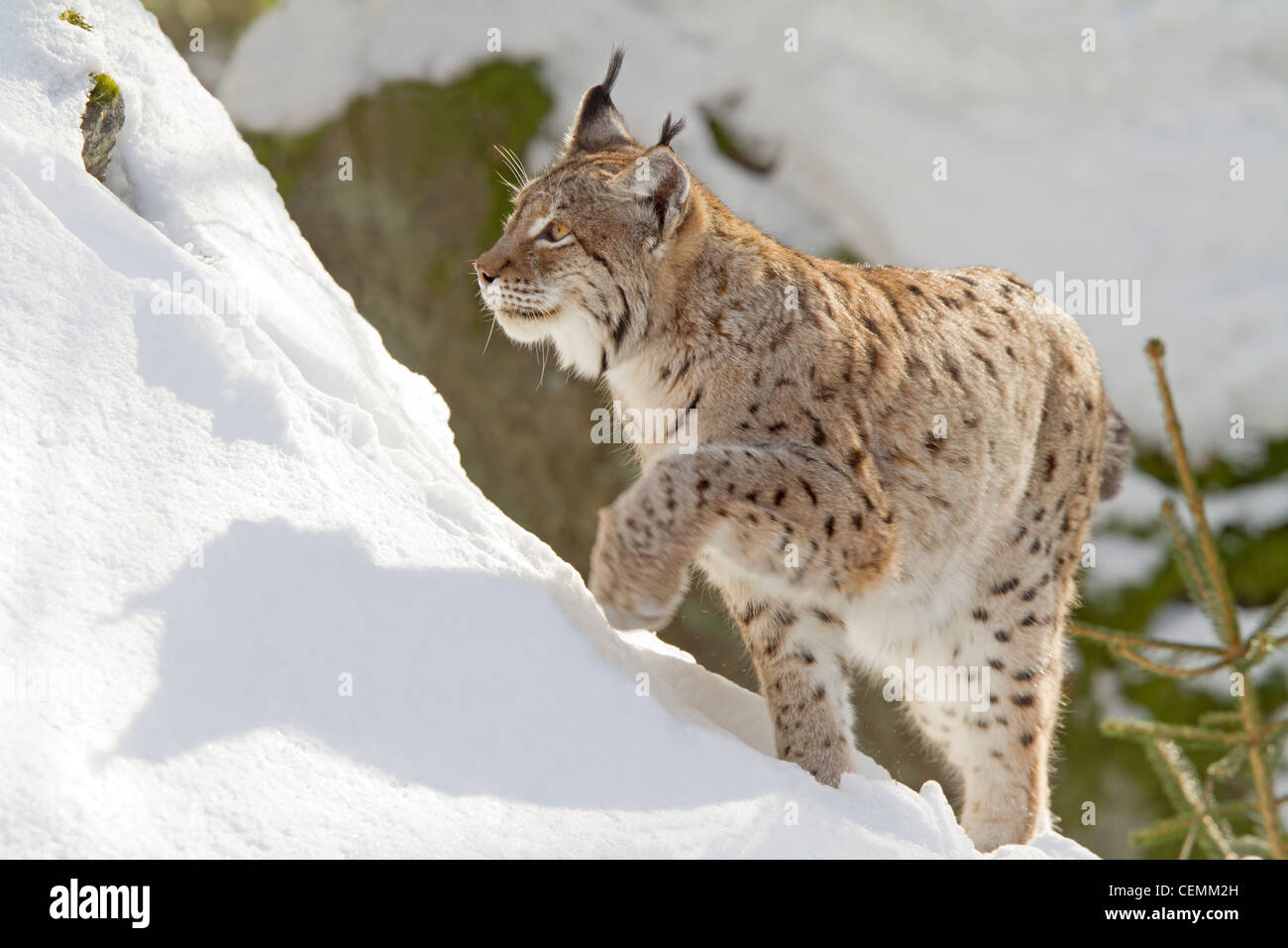 Luchs (Lynx Lynx) Stockfoto