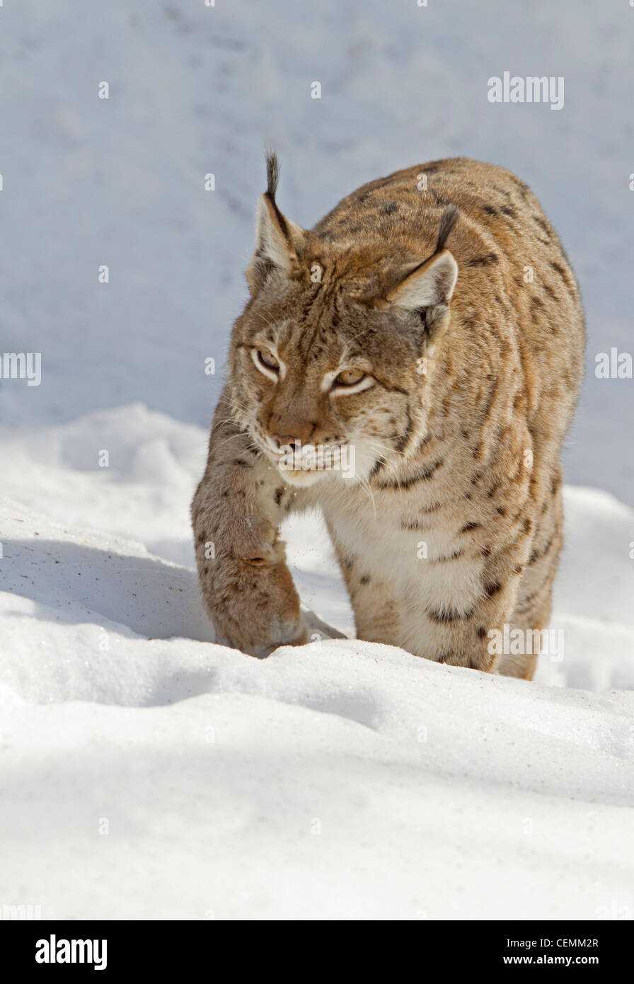 Luchs (Lynx Lynx) Stockfoto