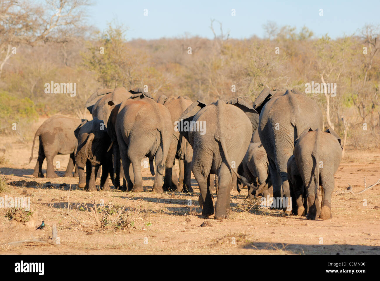 Afrikanischer Elefant abfliegen Stockfoto