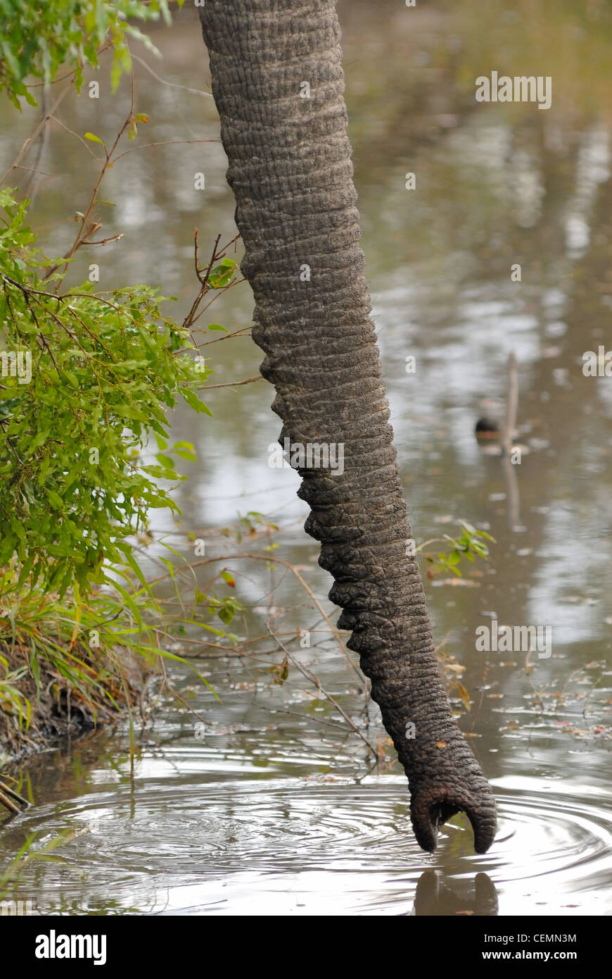 African Elephant trunk Stockfoto