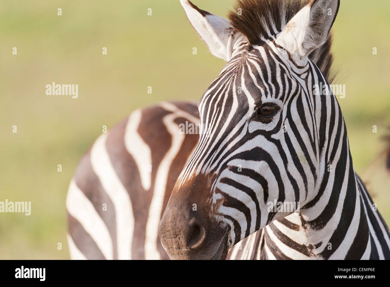 Zebra-Portrait Stockfoto