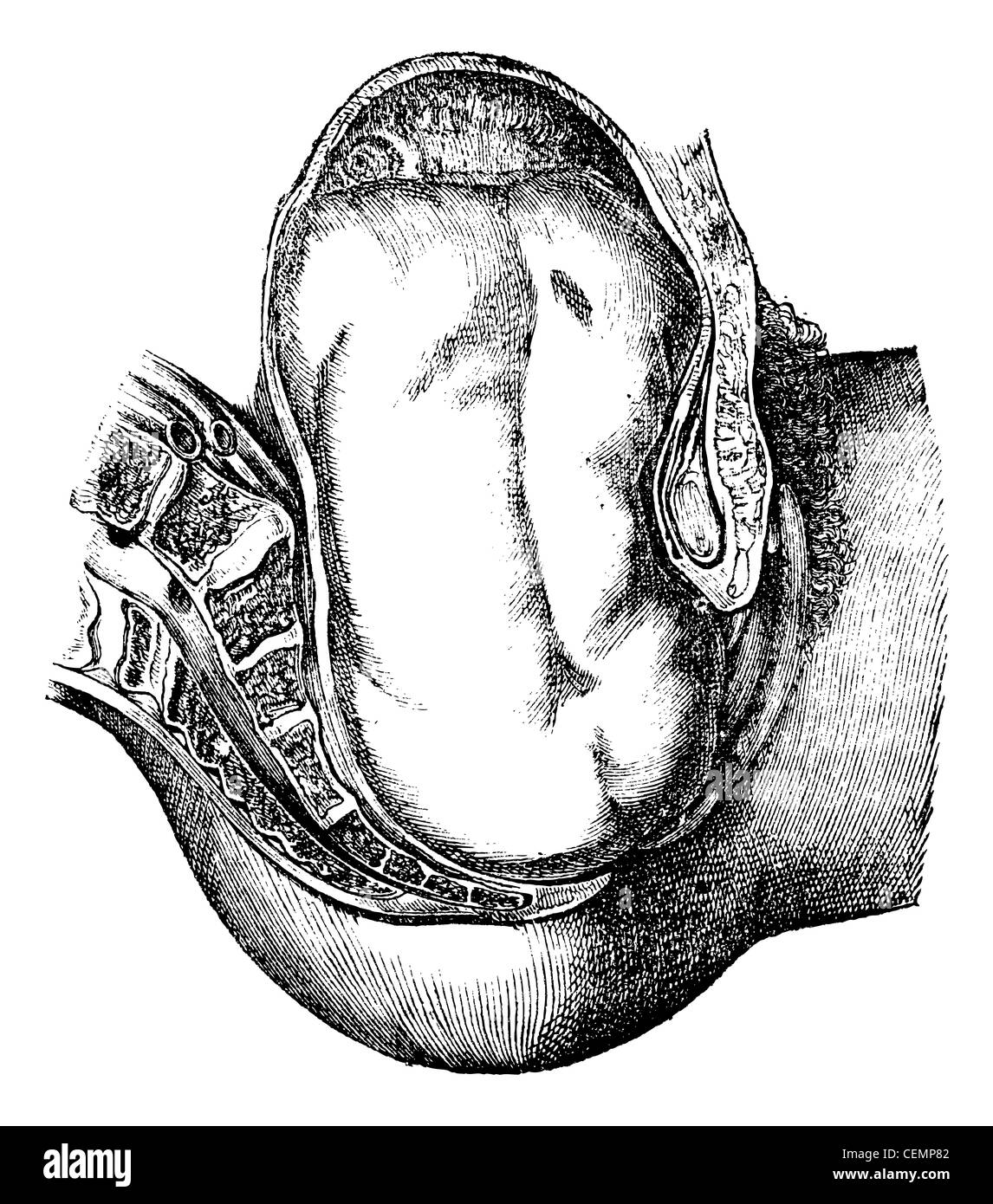 Ihre Ausweisung des Gesäßes graviert Vintage Illustration. Magasin Pittoresque 1875. Stockfoto