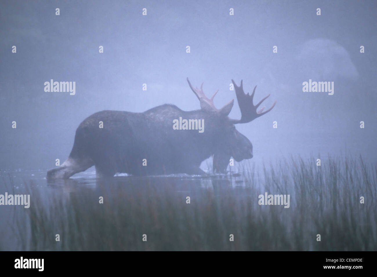 Geist-wie Bull Moose im Morgennebel Stockfoto