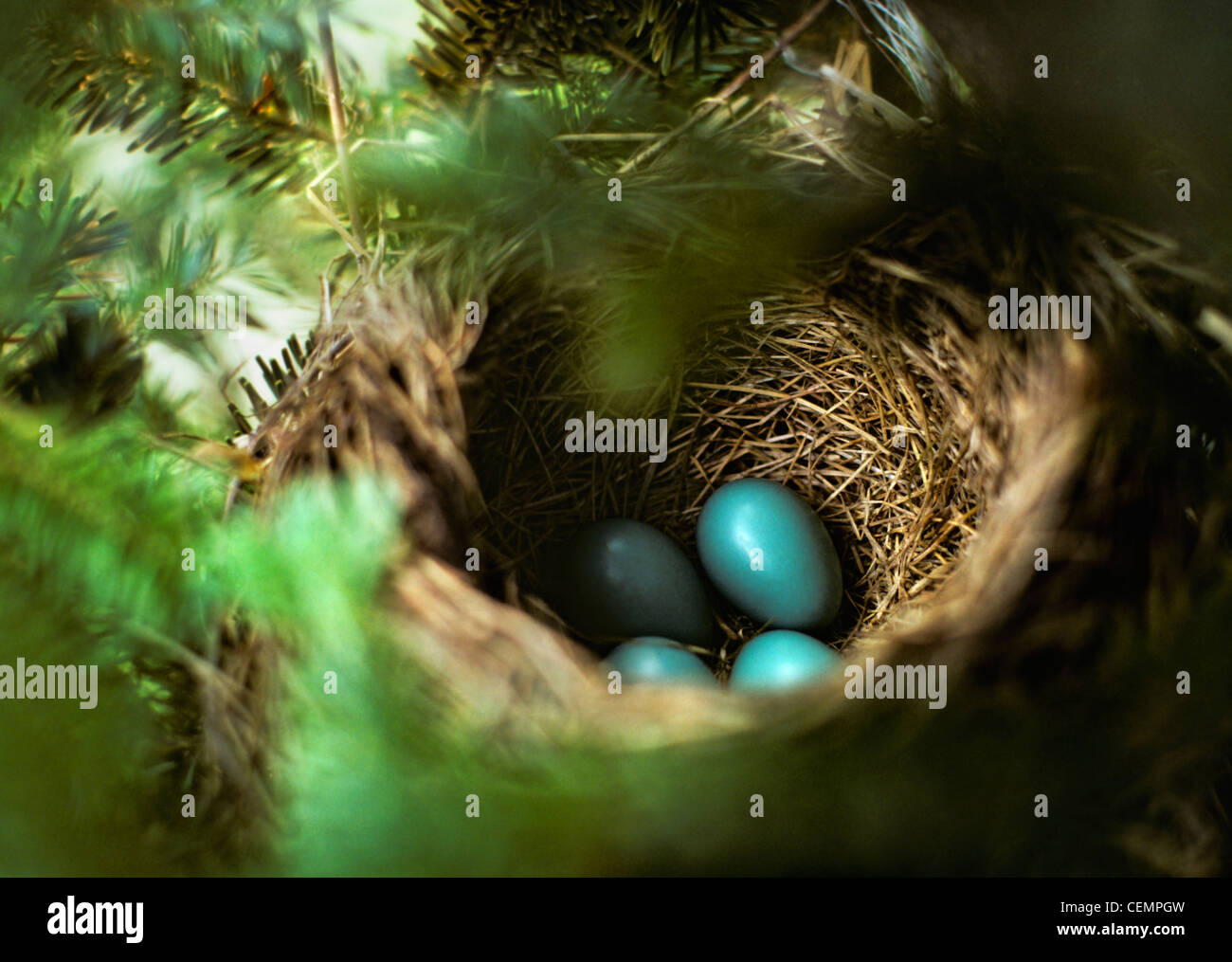 Robins Eiern Stockfoto