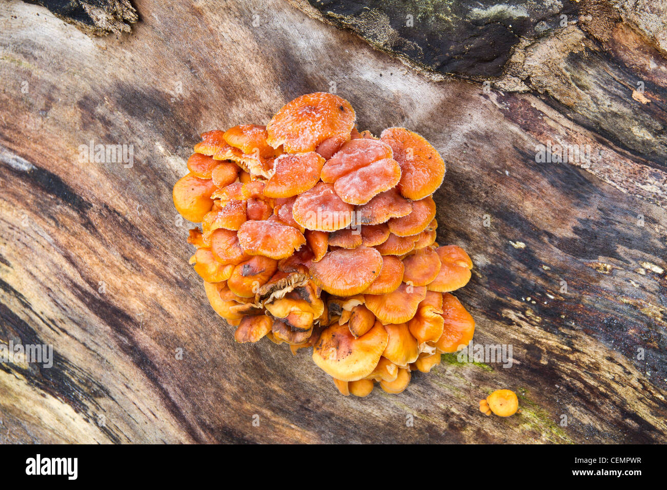 Hexen Butter Pilze wachsen auf einem alten Baumstumpf Stockfoto