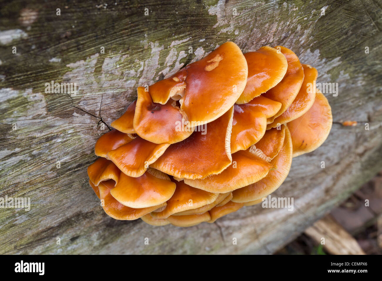 Hexen Butter Pilze wachsen auf einem alten Baumstumpf Stockfoto