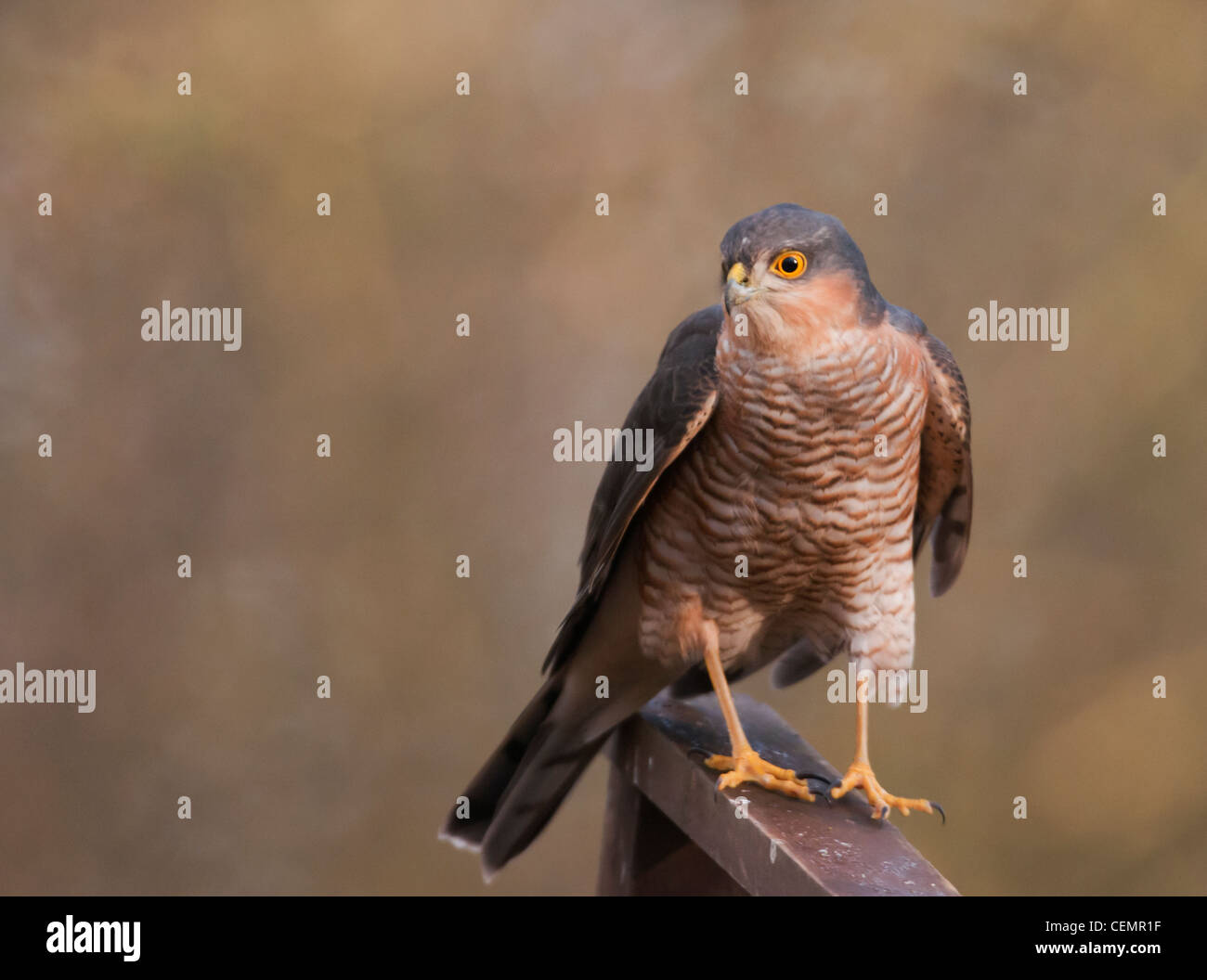 Wilde männliche Sperber (Accipiter Nisus) thront Stockfoto