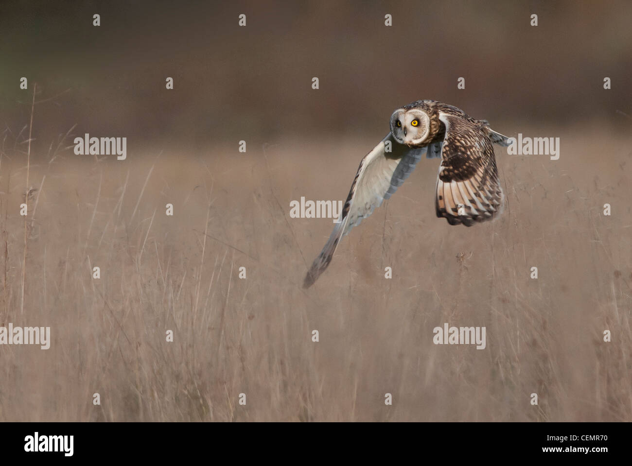 Short Eared Owl (Asio Flammeus) Stockfoto