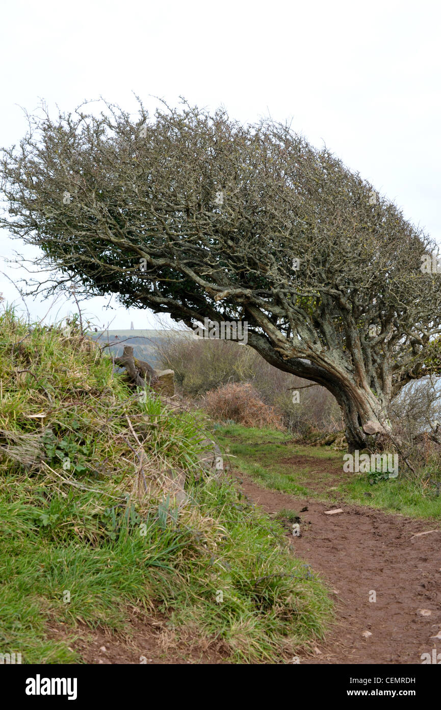Dramatisch Wind fegte Weißdorn Baum auf einem Küstenweg in der Nähe von Dartmouth in Devon Stockfoto