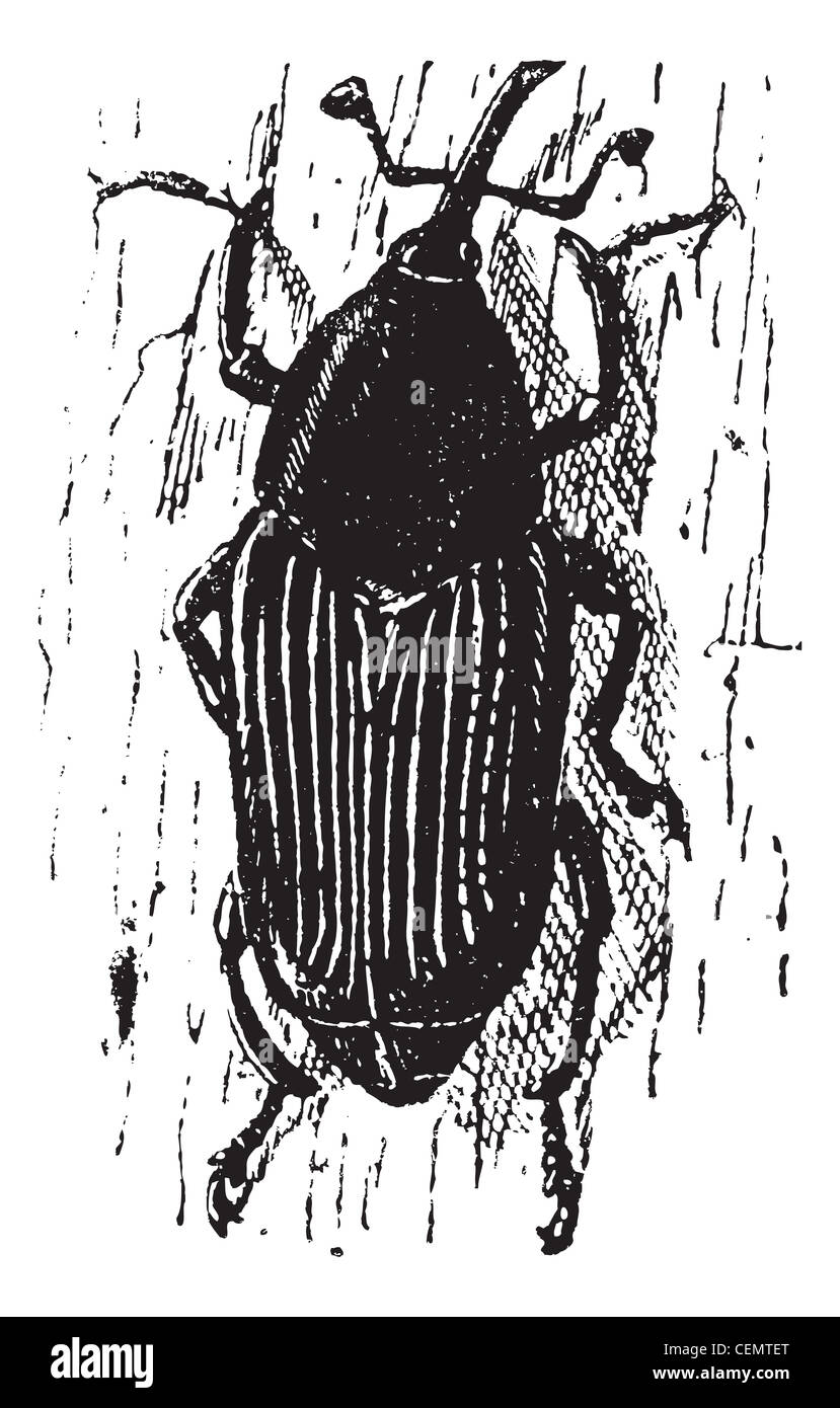 Rhynchophorus Art oder Red Palm Rüsselkäfer oder asiatischen Palm Rüsselkäfer oder sago Palm Rüsselkäfer, Vintage eingravierten Abbildung. Wörterbuch der Wörter und Dinge - larive und Fleury - 1895. Stockfoto