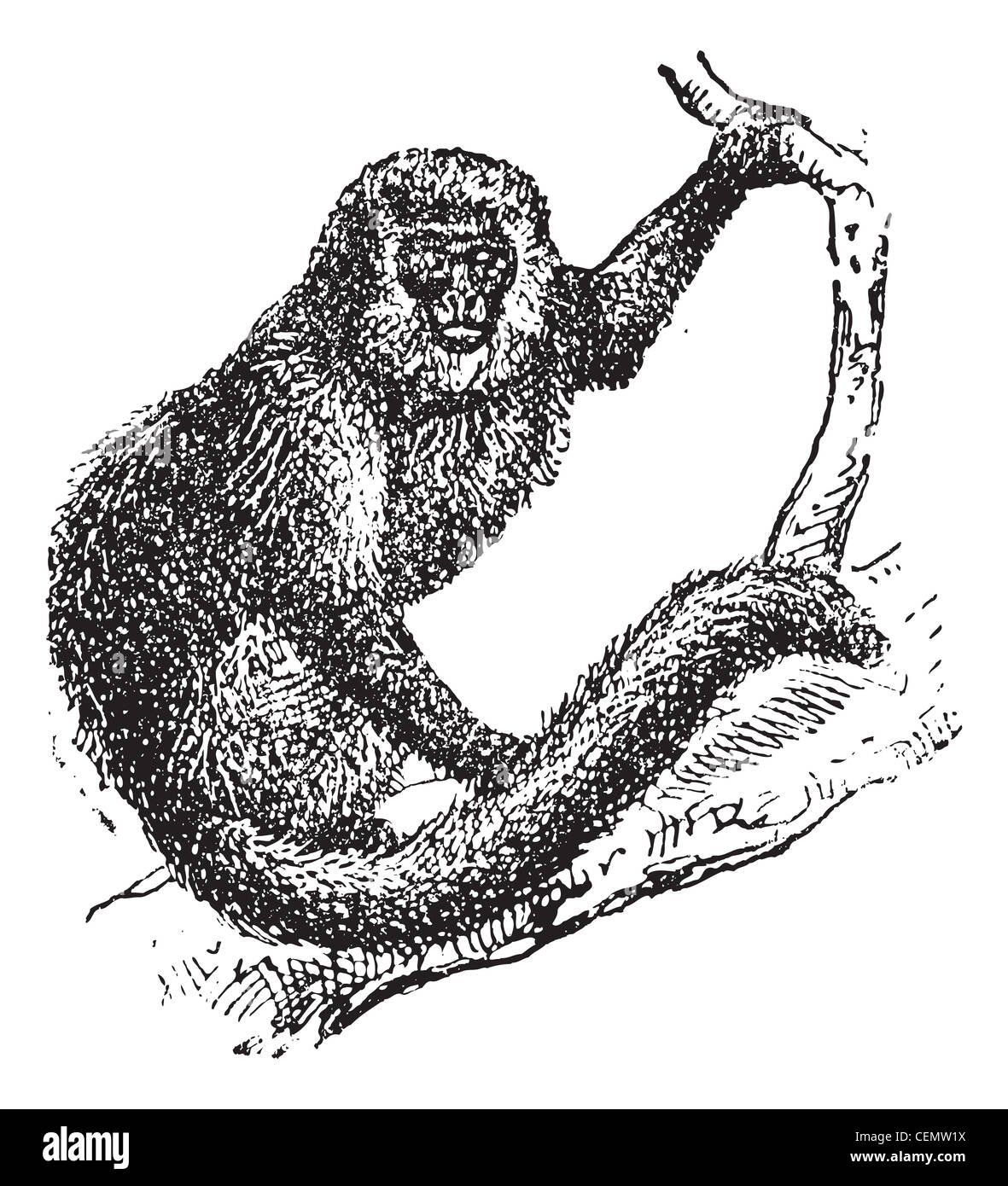 Marmoset, graviert Vintage Illustration. Wörter und Sachen - Larive und Fleury - 1895. Stockfoto