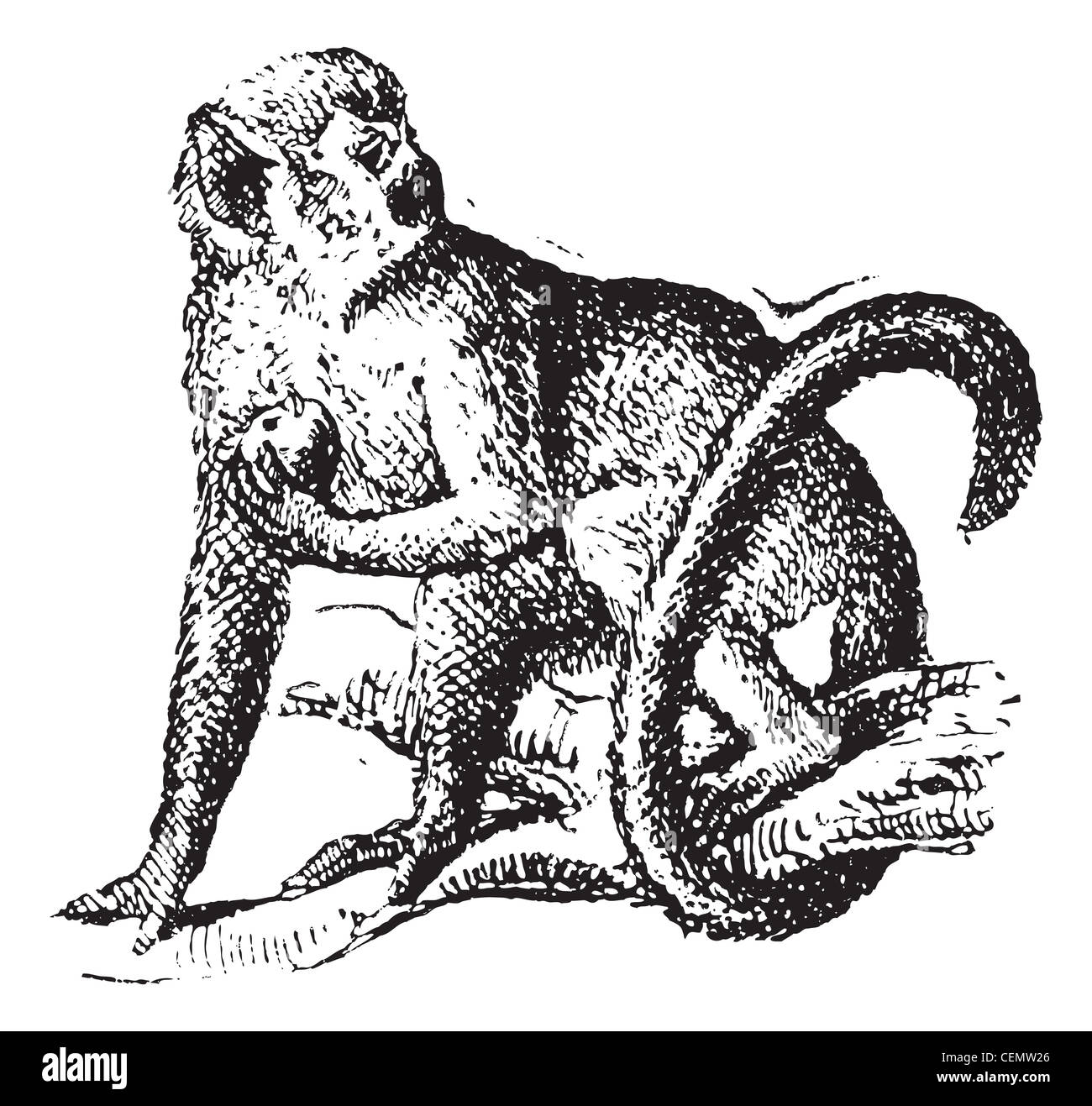 Totenkopfaffen oder Saimiri graviert Vintage Illustration. Wörter und Sachen - Larive und Fleury - 1895. Stockfoto