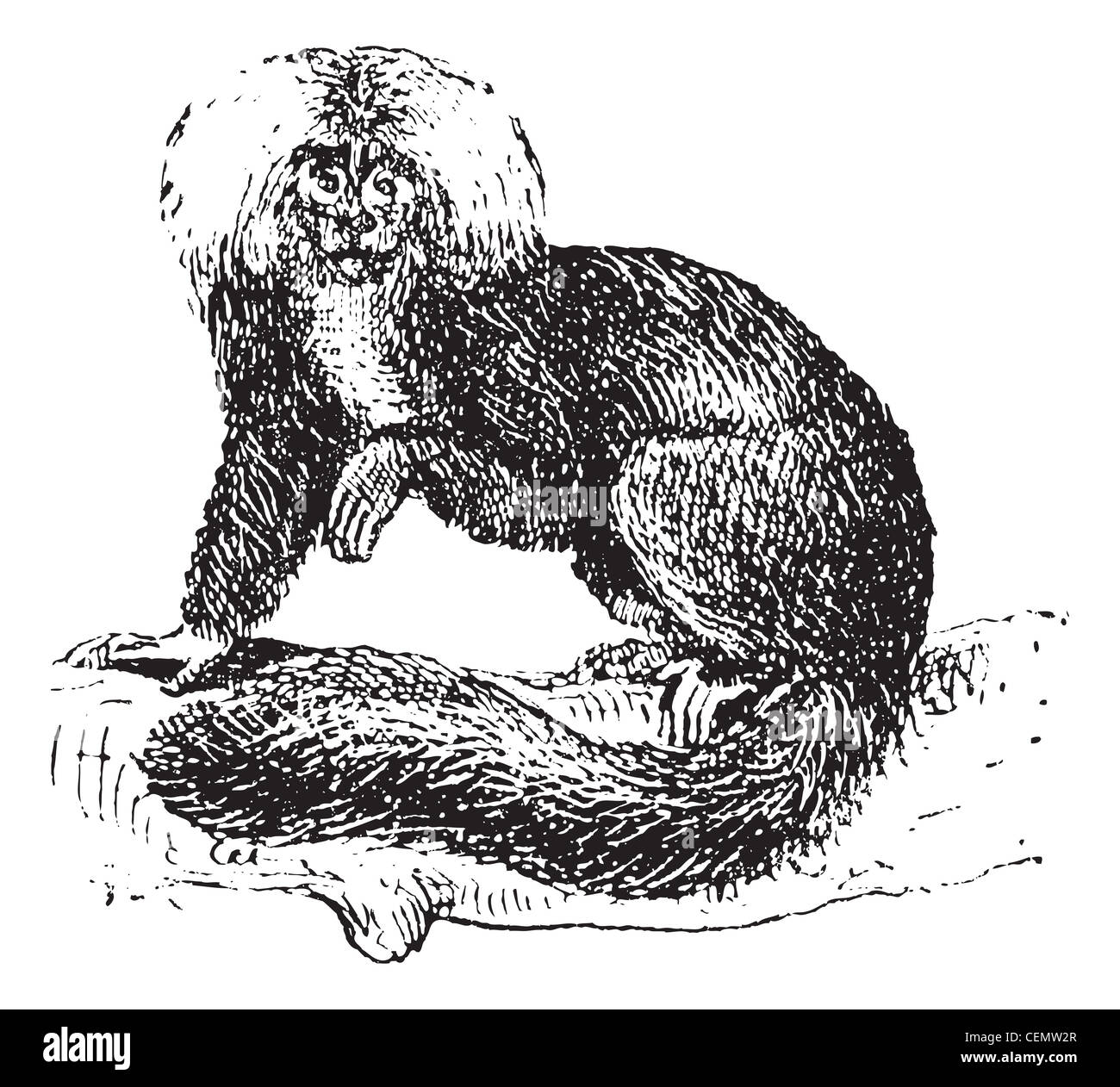 Sakis oder Saki Affen, graviert Vintage Illustration. Wörter und Sachen - Larive und Fleury - 1895. Stockfoto