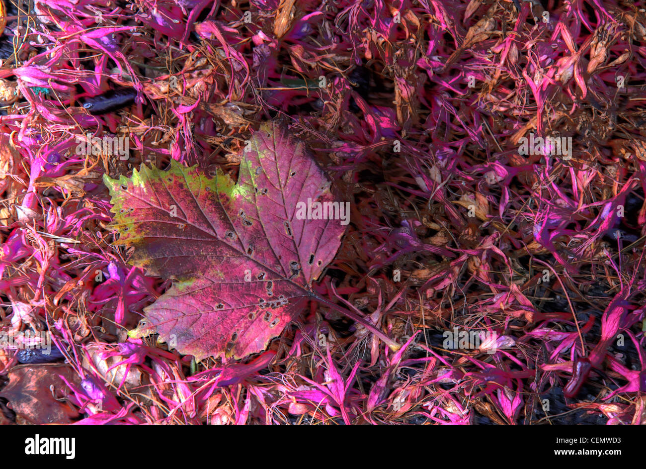 Herbstrot rosa Blatt auf rosa Herbstlaub, grossartiges Rot und Violett Stockfoto