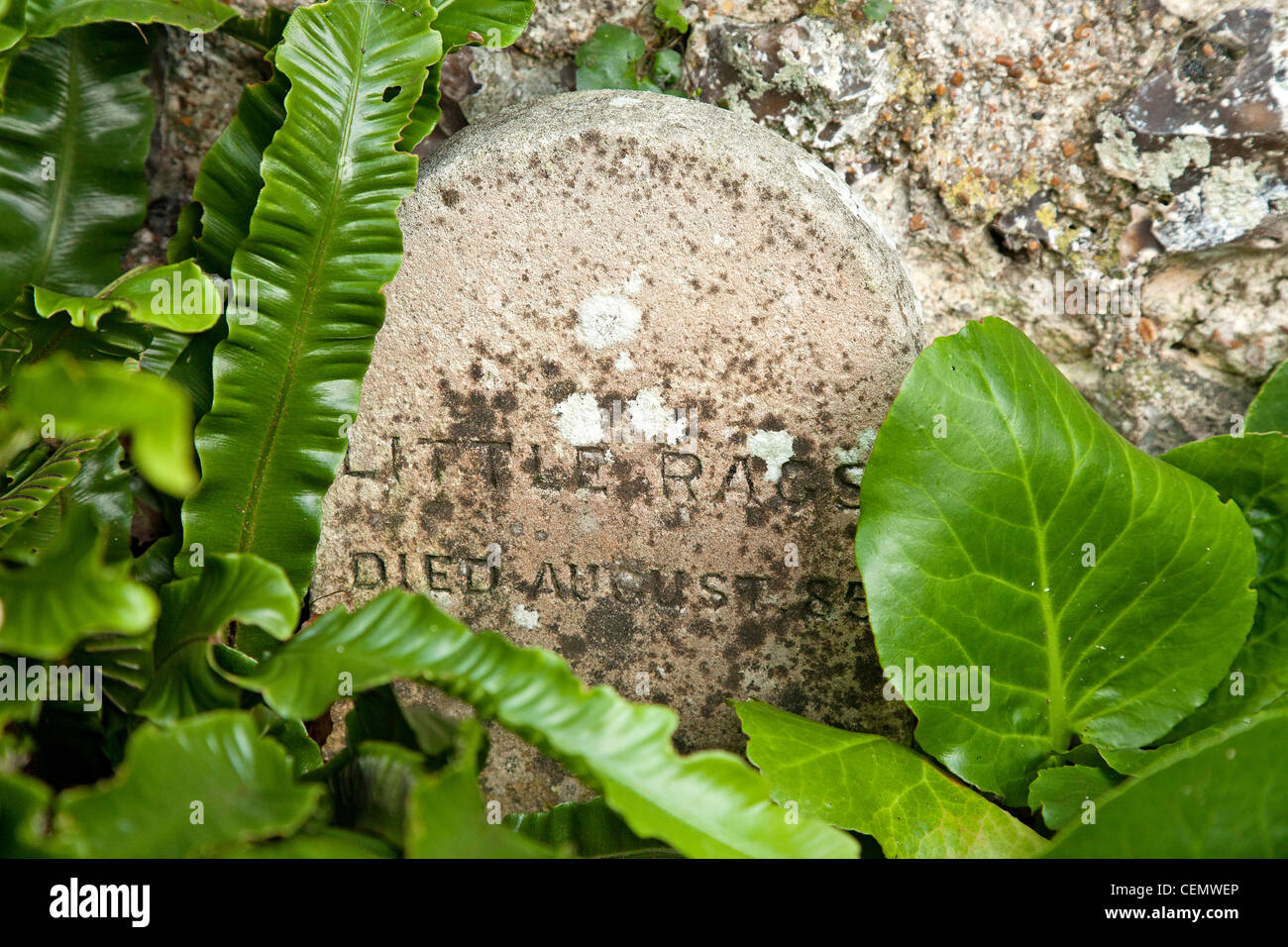 Detailansicht des kleinen Lumpen viktorianischen Hund Haustier Grabstein Stockfoto