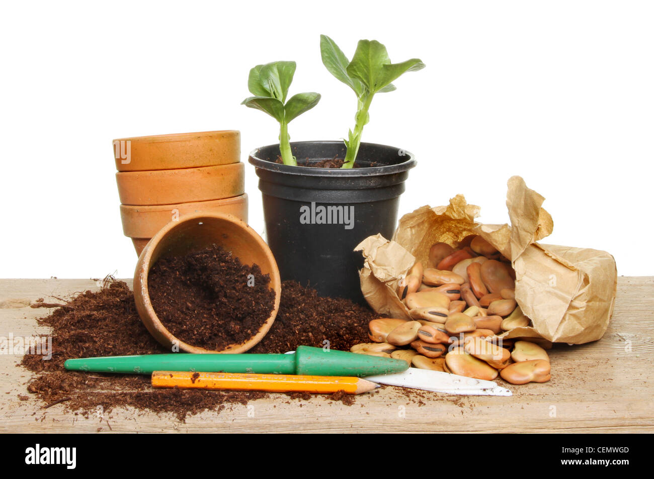 Saatgut, Boden, Sämling Pflanze und auf eine Pottingbank Stockfoto