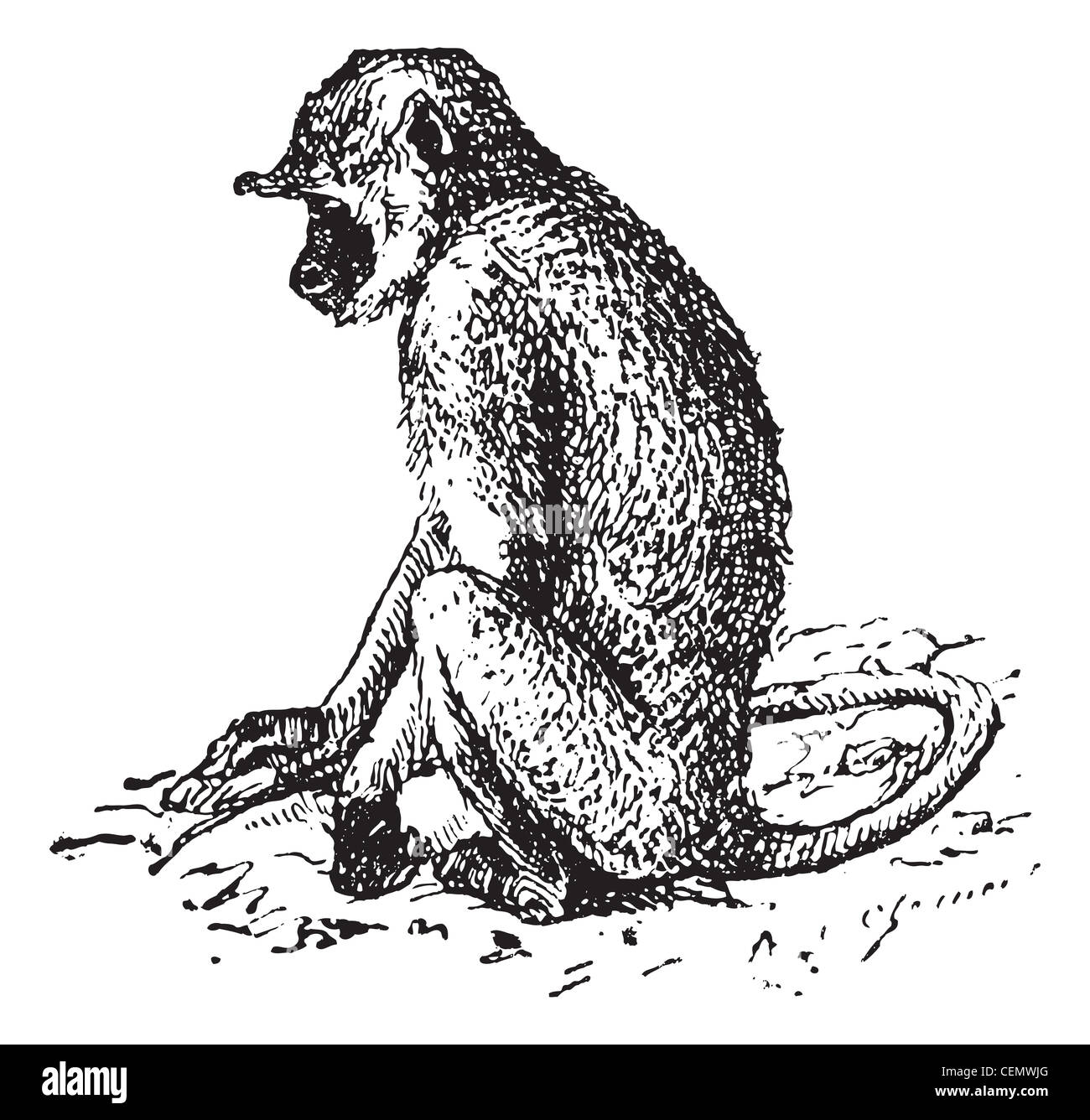 Grau langurs oder semnopithecus oder hanuman langurs, Vintage eingravierten Abbildung. Wörterbuch der Wörter und Dinge - larive und Fleury - 1895. Stockfoto