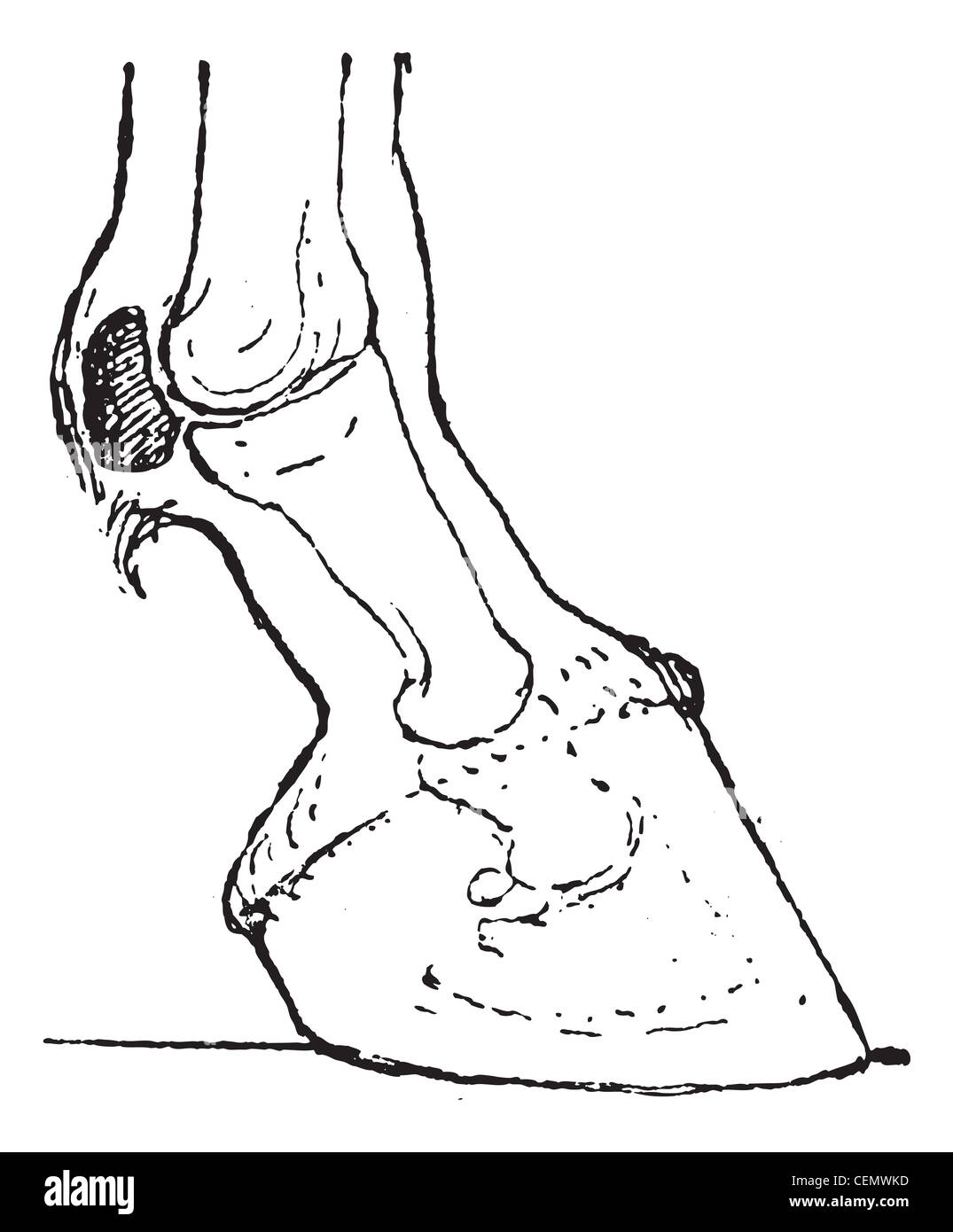 Sesamoid Knochen graviert Vintage Illustration. Wörter und Sachen - Larive und Fleury - 1895. Stockfoto