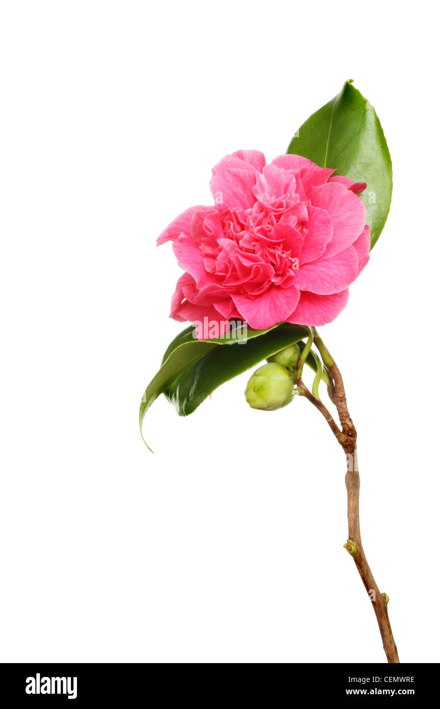 Rote Kamelie Blätter und Knospen isoliert gegen weiß Stockfoto