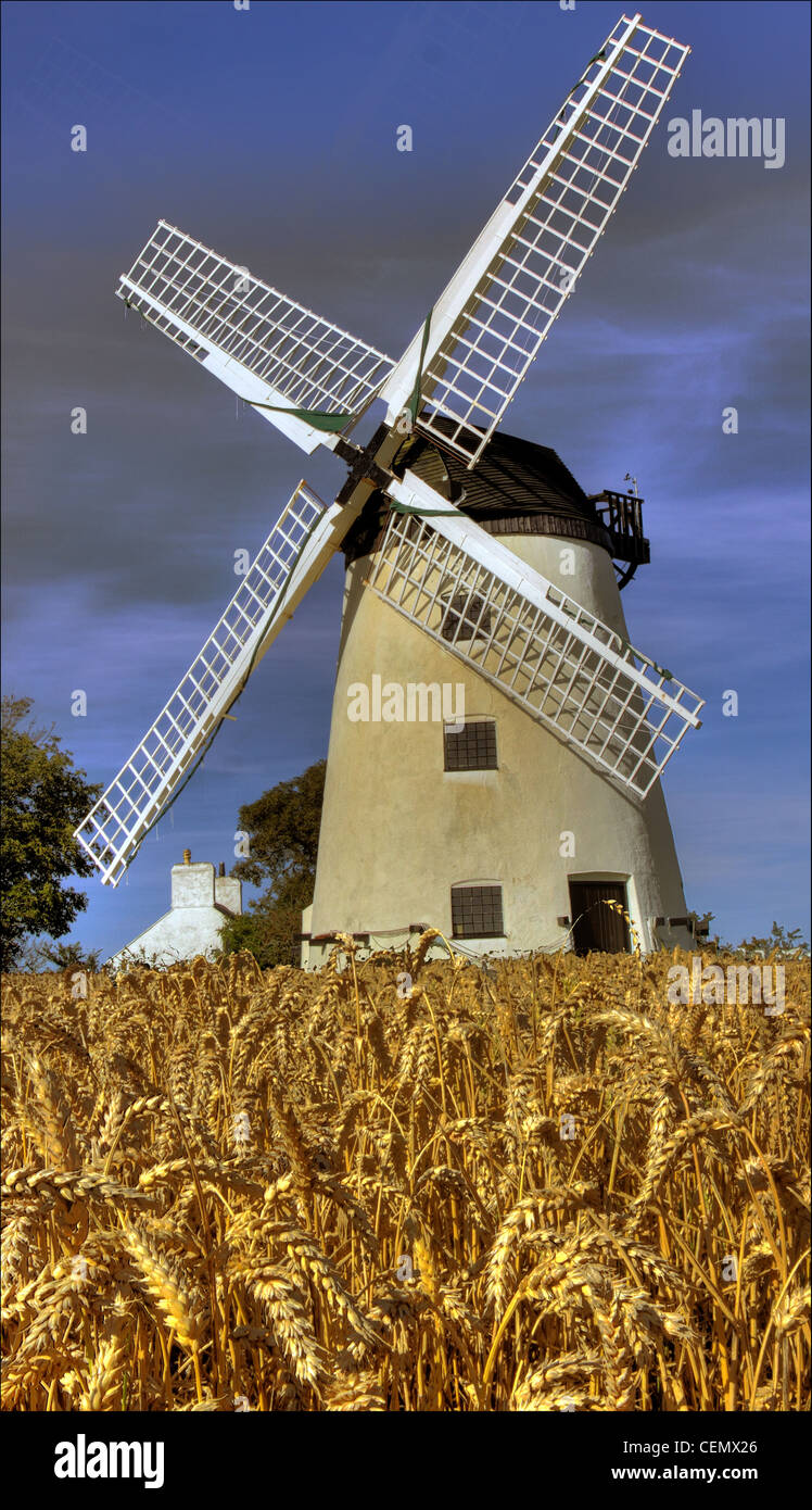 Feld- und Llynnon Windmühle, Anglesea, Ernte Ynys Mon, Wales Cymru Gymru zeigt UK Sommergerste im Feld. Stockfoto