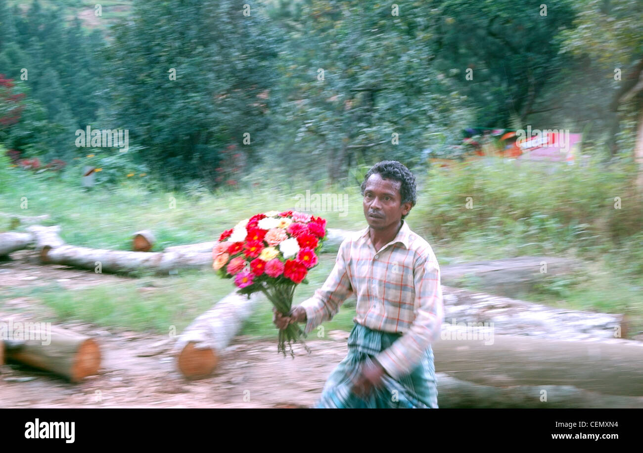 Der lokale Mann läuft durch den Bus mit Touristen mit einem Blumenstrauß mit Hinblick auf verkaufen. Nuwara Eliya, Sri Lanka Stockfoto