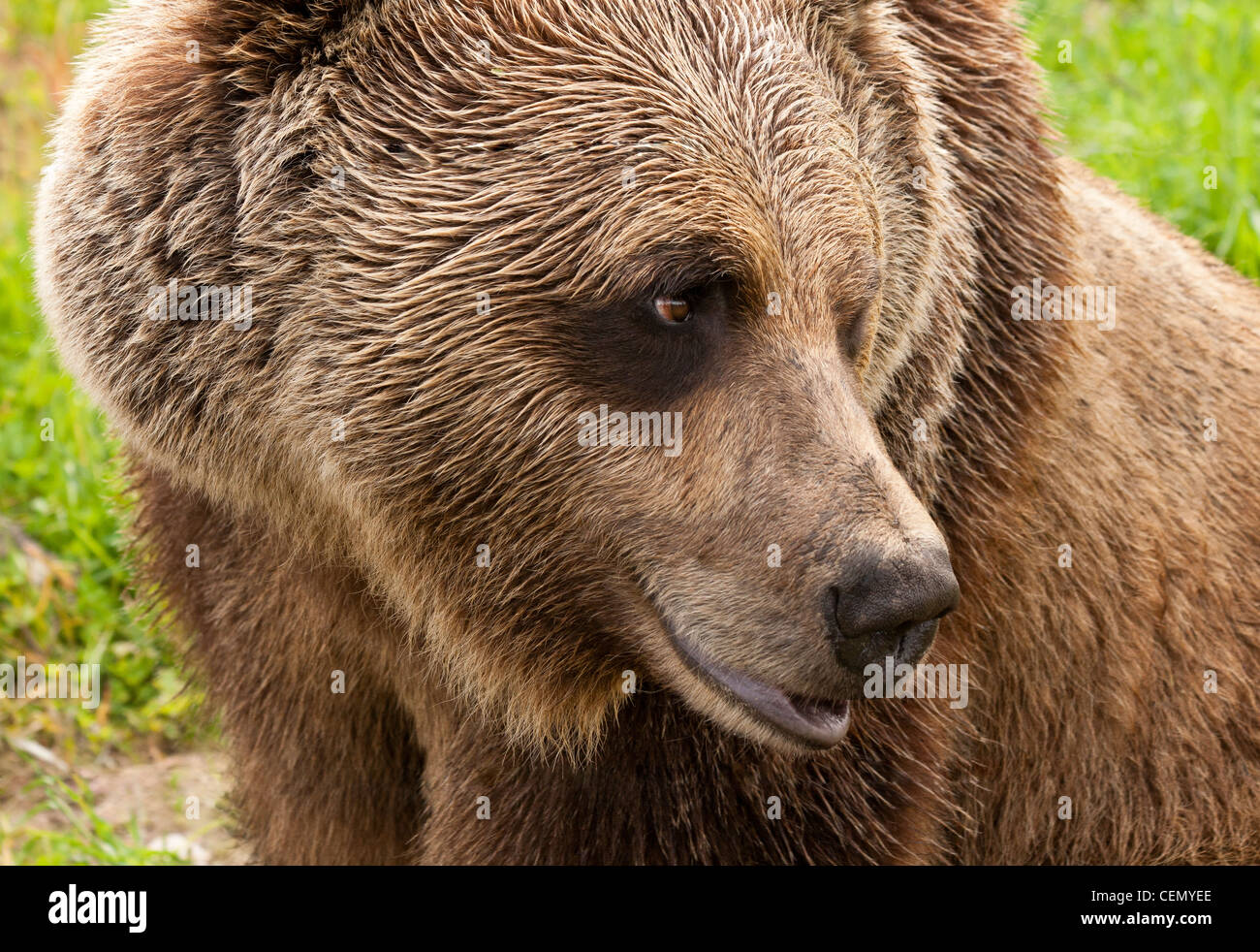 Nahaufnahme eines männlichen Grizzly-Bären auf der Suche nach rechts in Golden, British Columbia, Kanada Stockfoto