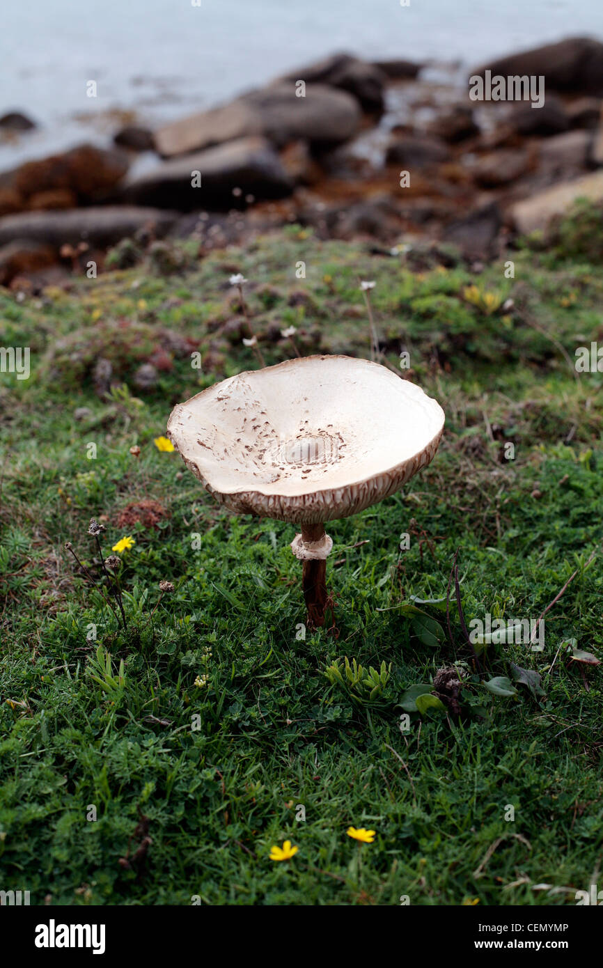 Wilde Pilze wachsen auf St. Agnes, Scilly-Inseln, UK. Stockfoto