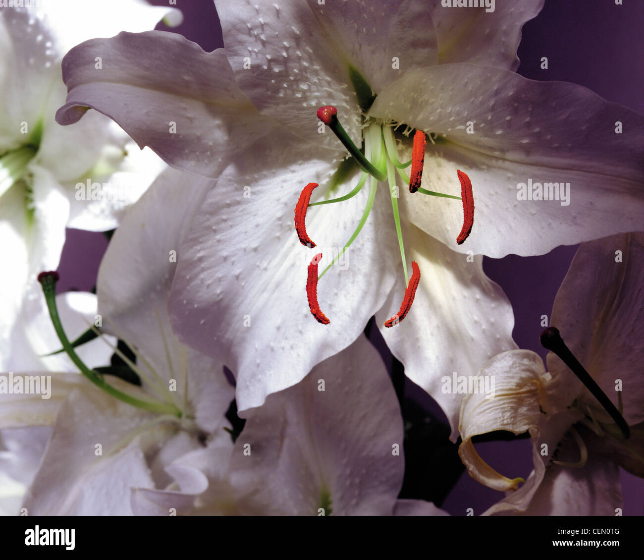 Orientalische Hybriden Lilie Lilium Casa Blanca Liliaceae weiß mit hellen roten Staubfäden. Close-up horizontale Farbfoto Stockfoto