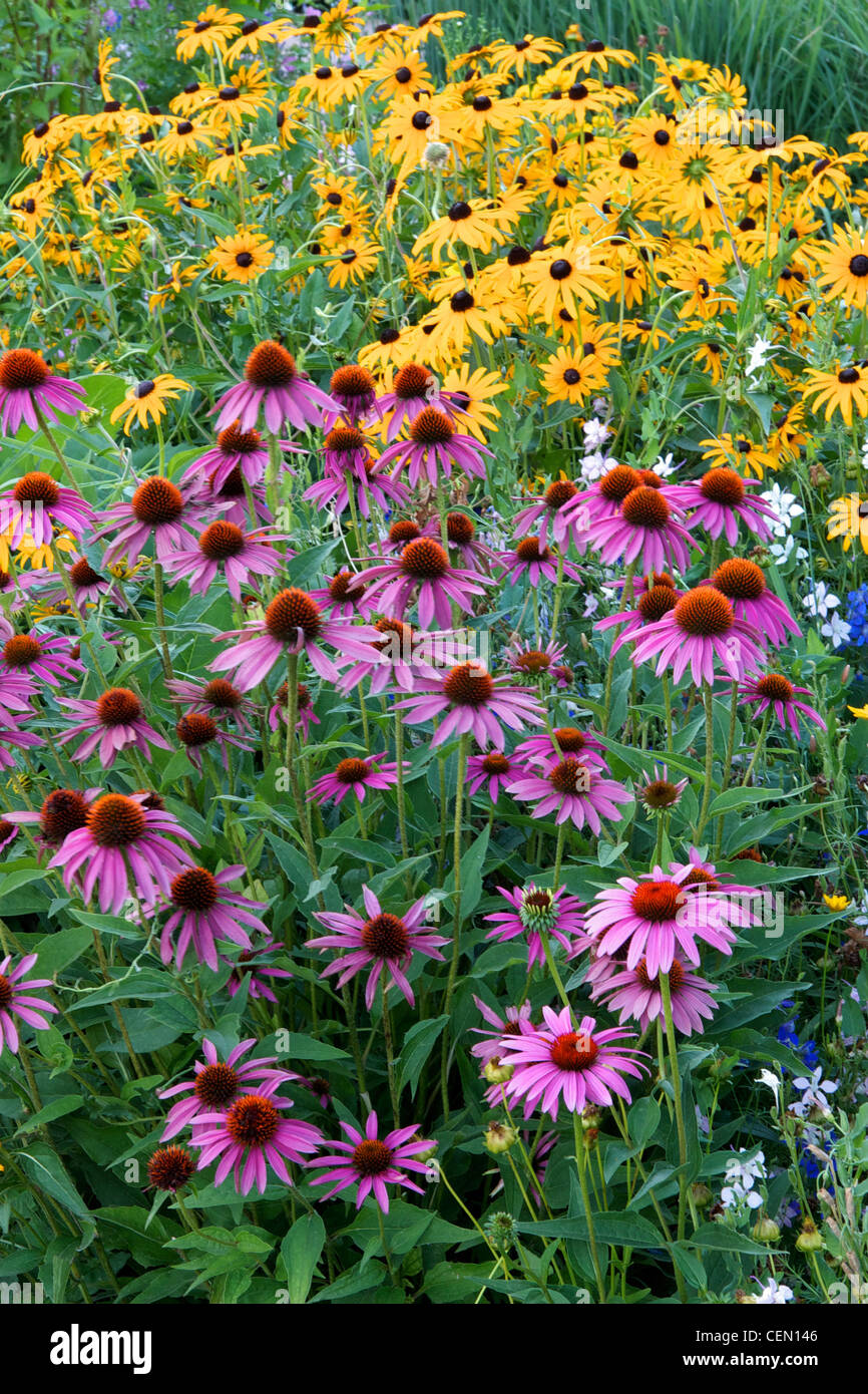 Sonnenhut und Black-Eyed Susan wächst in Kombination. Stockfoto