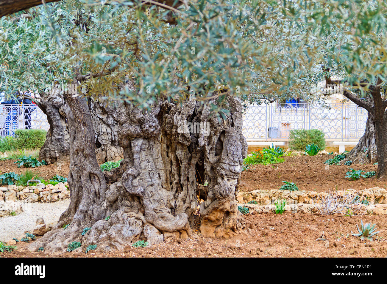 Huge olive tree in the garden of Gethsemane,  hundreds if not thousands of years old at the Church of All Nations in Jerusalem Stockfoto