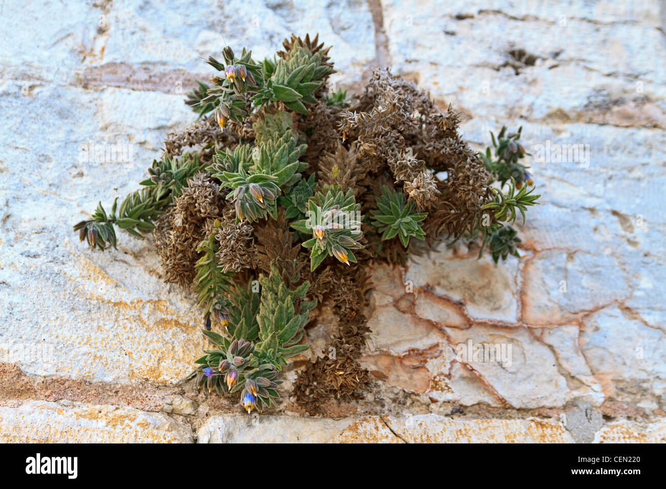 Succulent plant growing from wall in the Old City of Jerusalem, Israel. Stockfoto