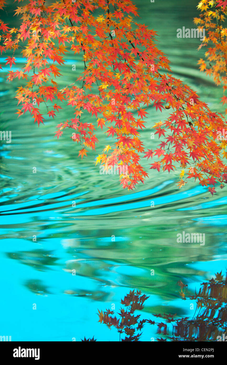 Japanischer Ahorn im Herbst, Präfektur Kyoto, Honshu, Japan Stockfoto