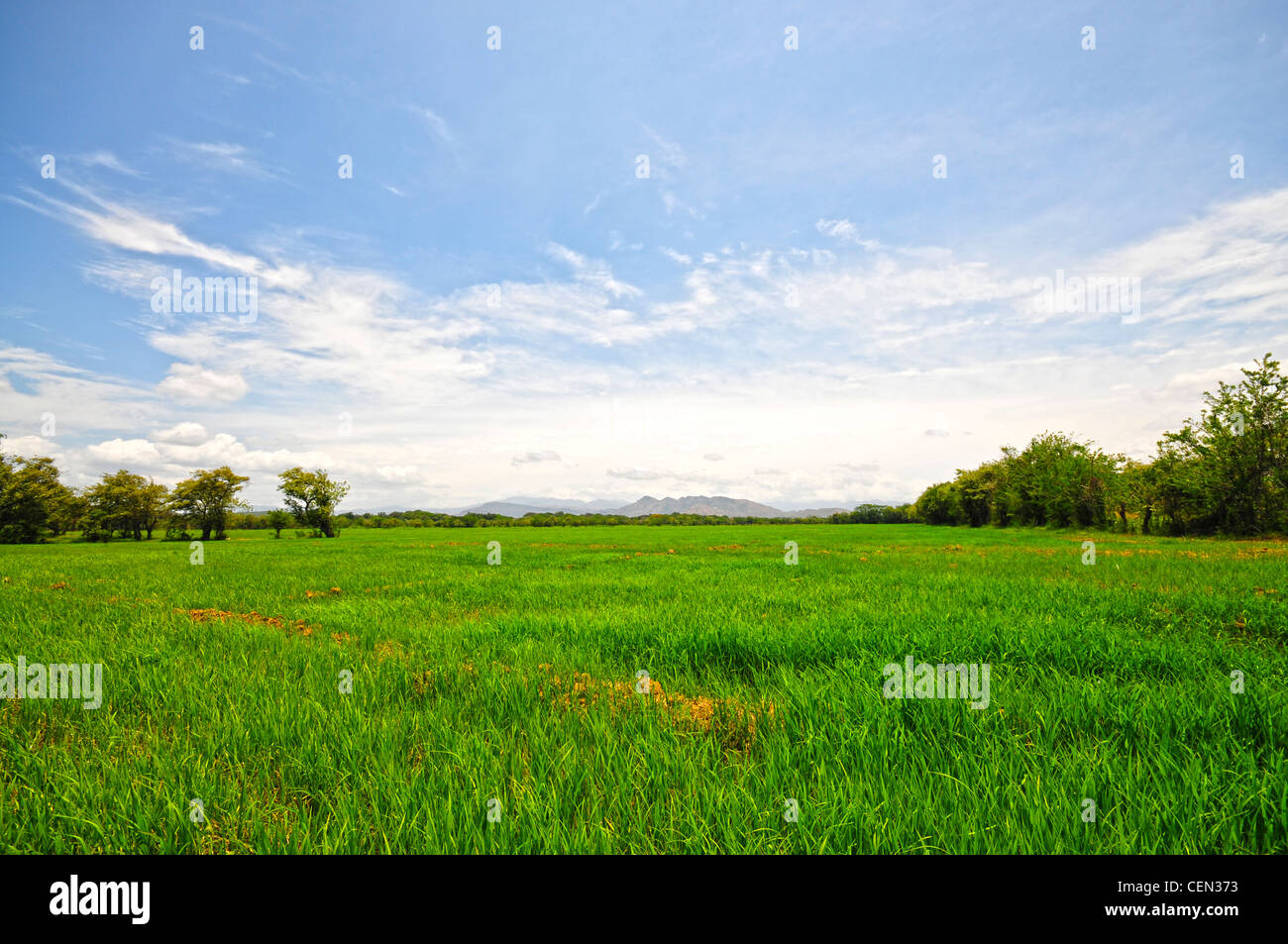 HDR-Bild von einem Reisfeld mit den Bergen im Hintergrund Stockfoto