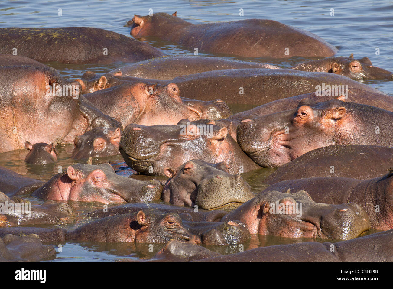 Hippo Pool, (Hippopotamus Amphibius) Tansania Stockfoto