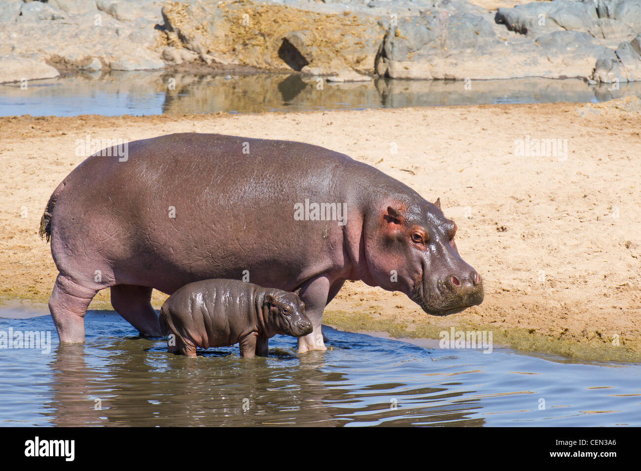 Flusspferd (Hippopotamus Amphibius) und Baby in der Serengeti, Tansania Stockfoto