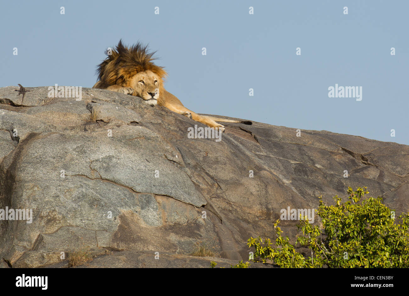 Männlichen afrikanischen Löwen schlafen auf einem Felsen (Panthera Leo) in der Serengeti, Tansania Stockfoto