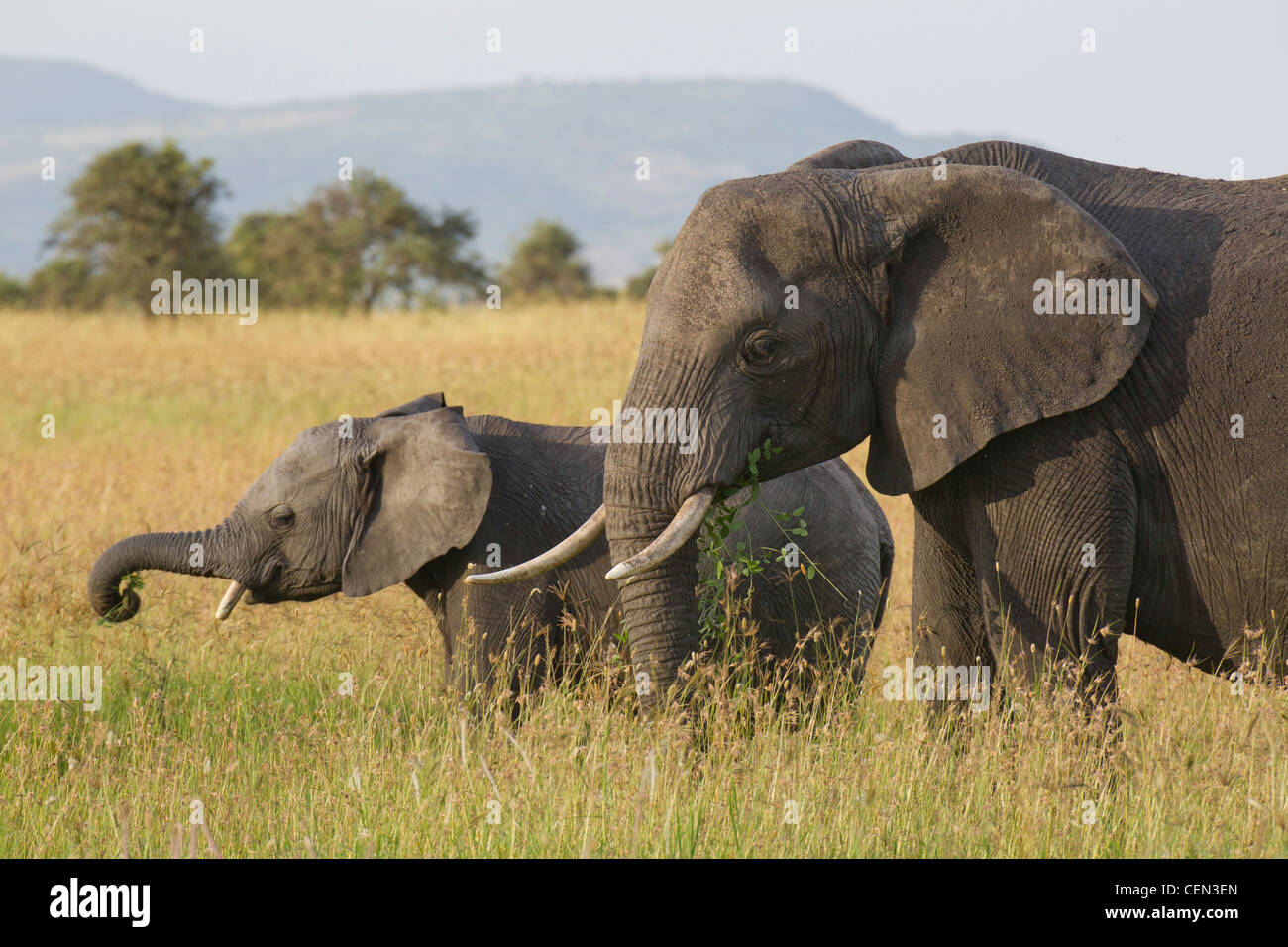 Afrikanische Elefanten (Loxodonta Africana) in der Serengeti, Tansania Stockfoto