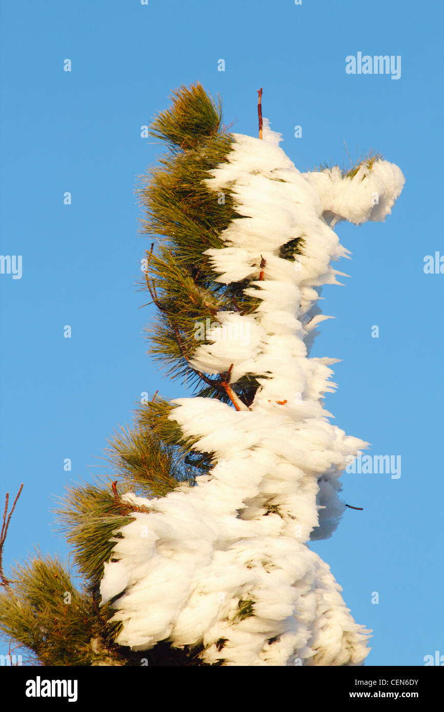 Schnee auf Kiefer in Form eines Bären in der Nähe von dem höchsten Punkt auf Gran Canaria. Kanarische Inseln, Spanien Stockfoto