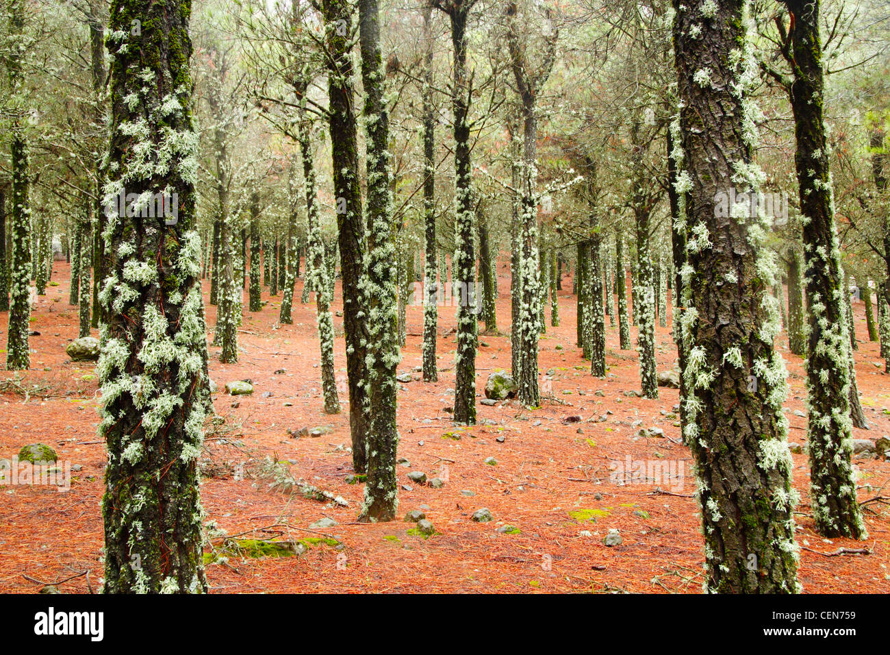 Kanarische Kiefern auf Gran Canaria, Kanarische Inseln, Spanien Stockfoto