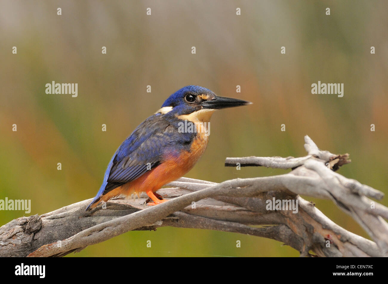 Azure Kingfisher Alcedo Azurea fotografiert in Tasmanien, Australien Stockfoto